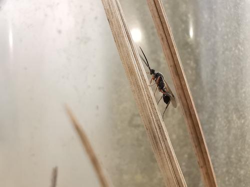 Phaneroserphus calcar
